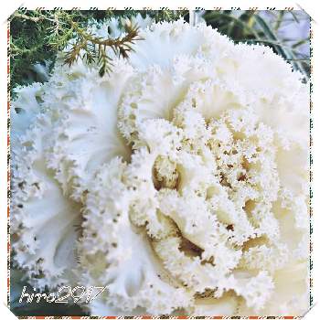 葉ボタン♡の画像 by hiro2917さん | お出かけ先とコロナに刃を⚔鬼滅党と花いろいろと花のある暮らしと白い花と葉ボタン♡
